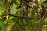 Parquetina calophylla