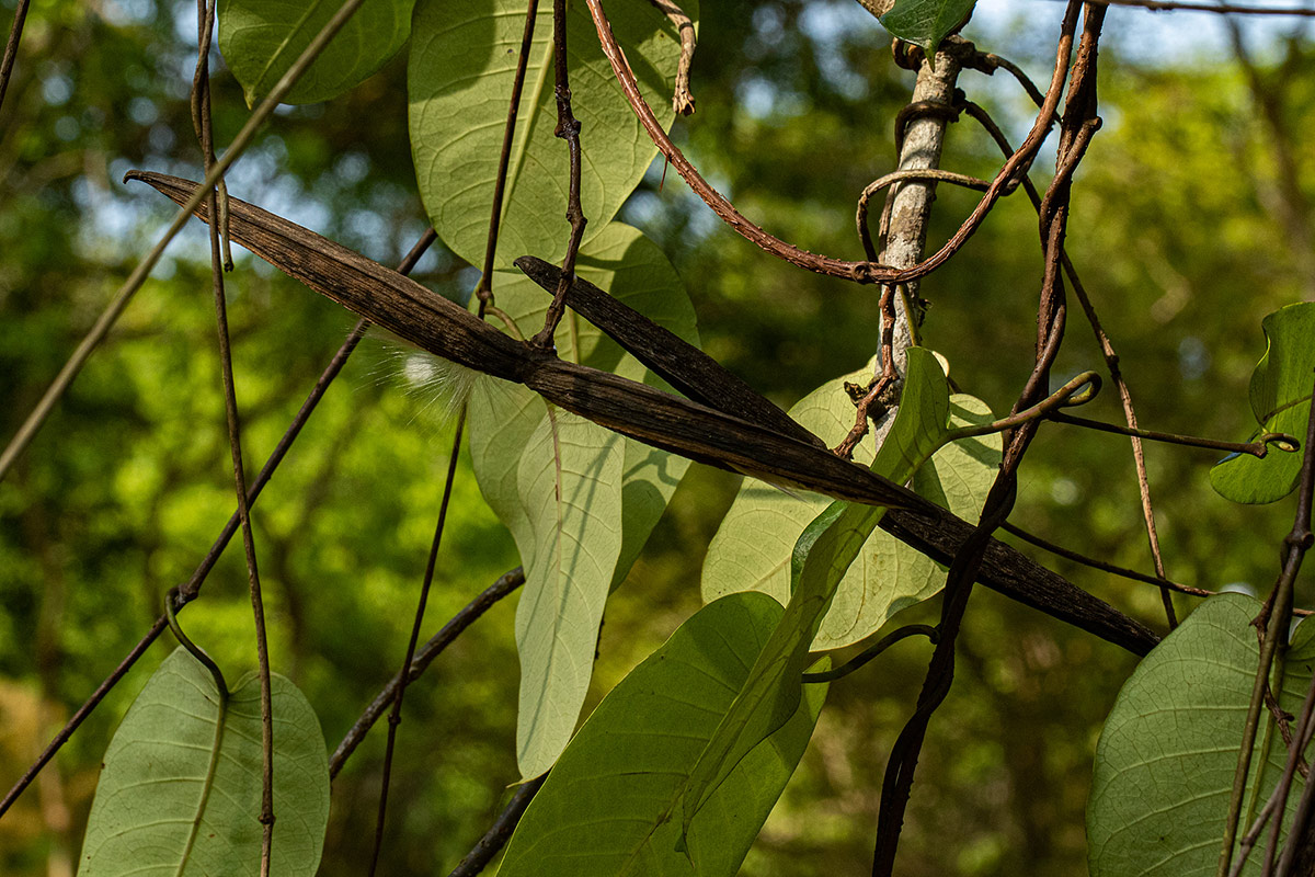Parquetina calophylla