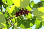 Parquetina calophylla