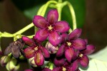 Parquetina calophylla