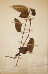 Parquetina calophylla