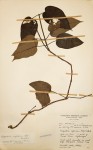 Parquetina calophylla