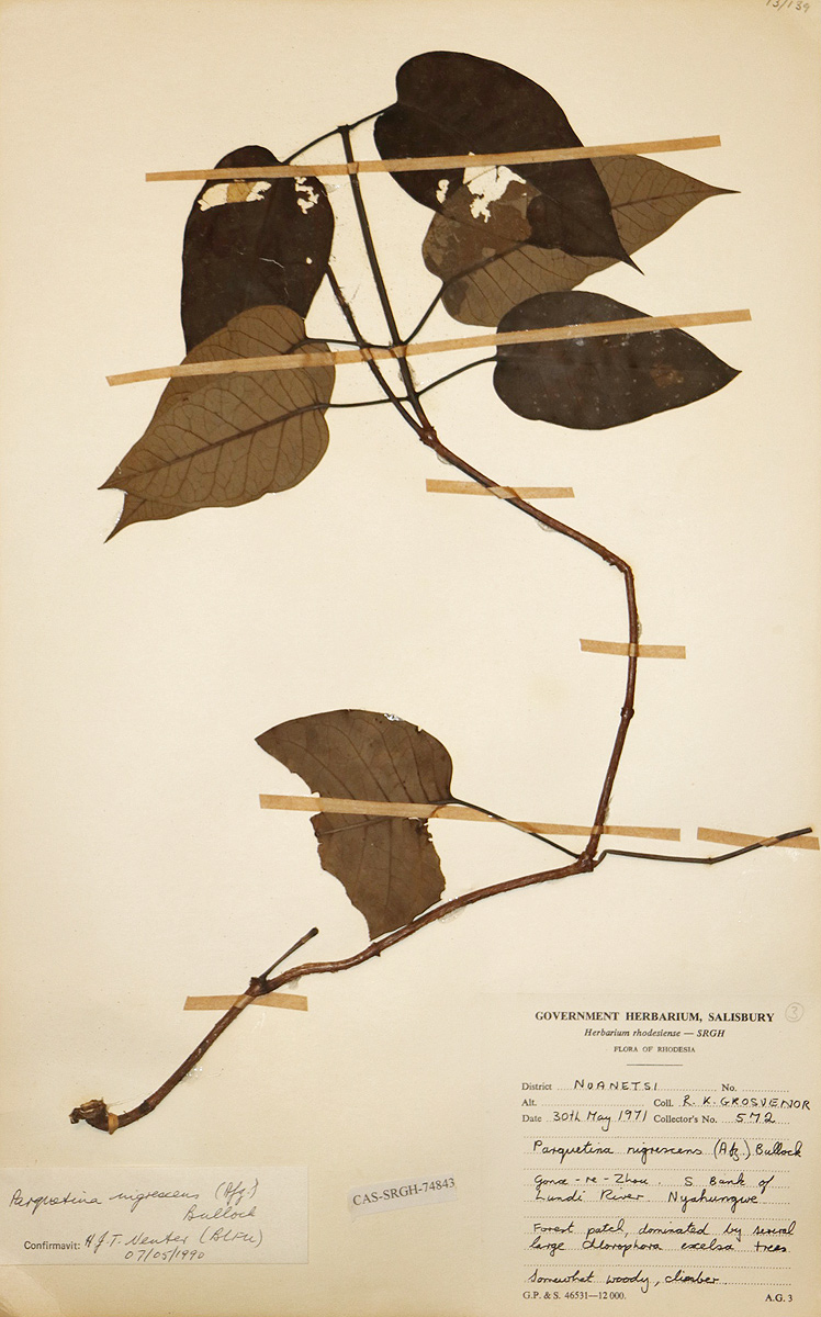 Parquetina calophylla