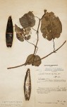 Parquetina calophylla