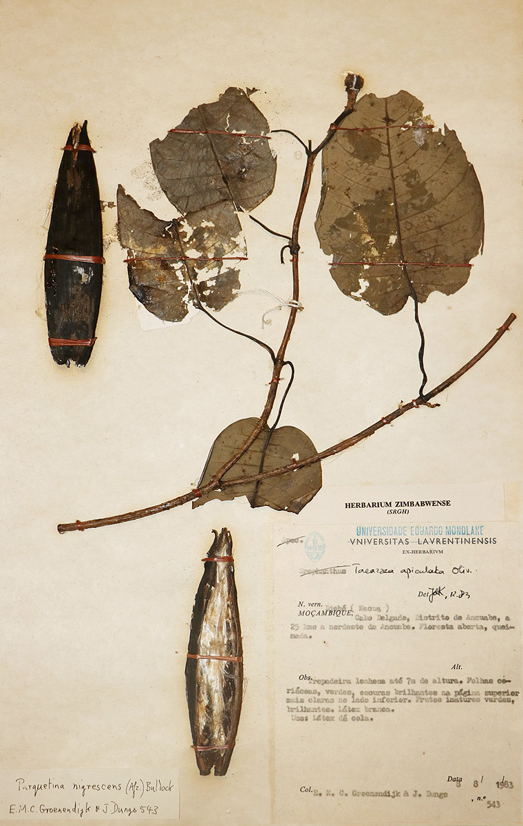 Parquetina calophylla
