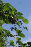 Parquetina calophylla