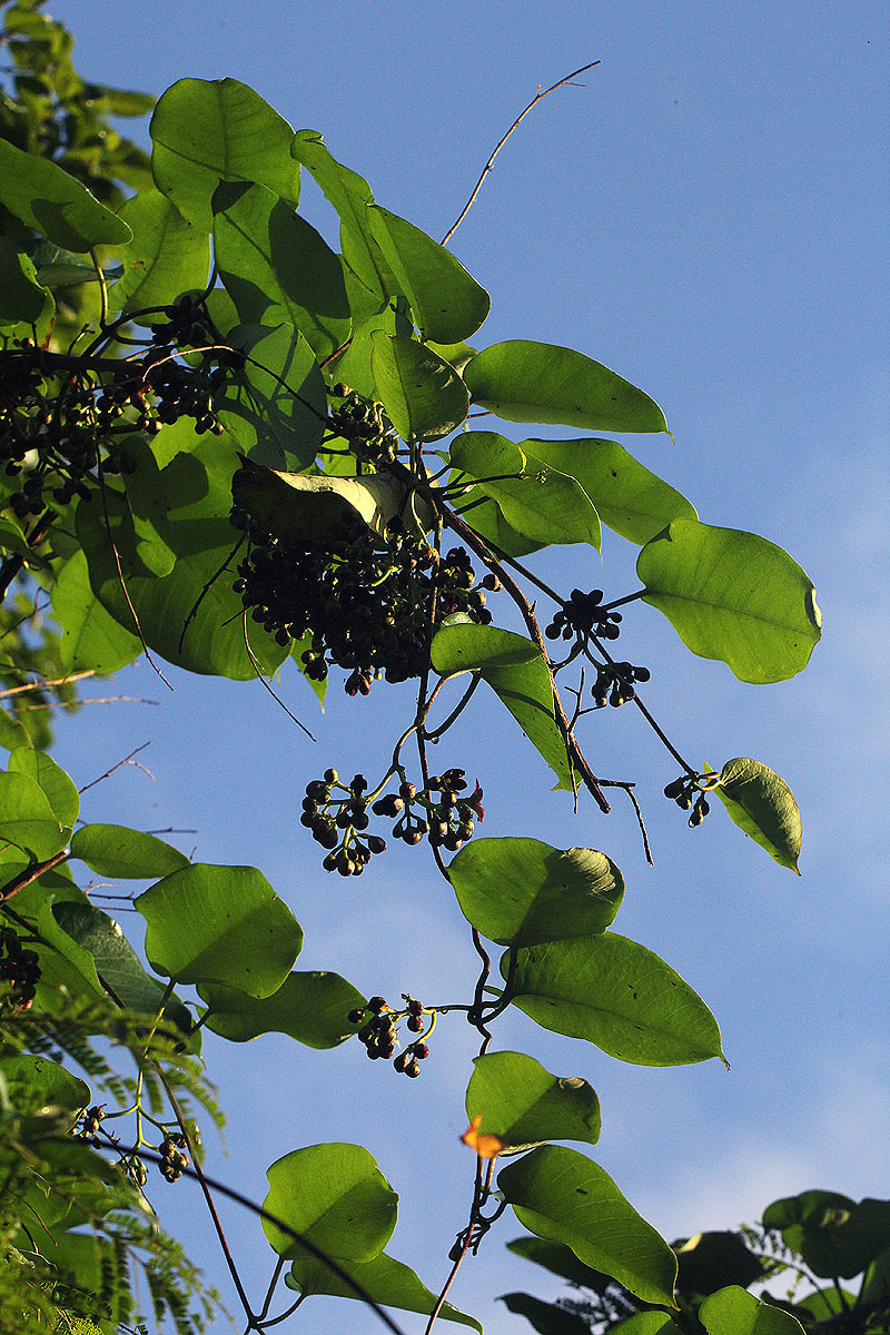 Parquetina calophylla