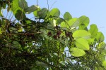 Parquetina calophylla