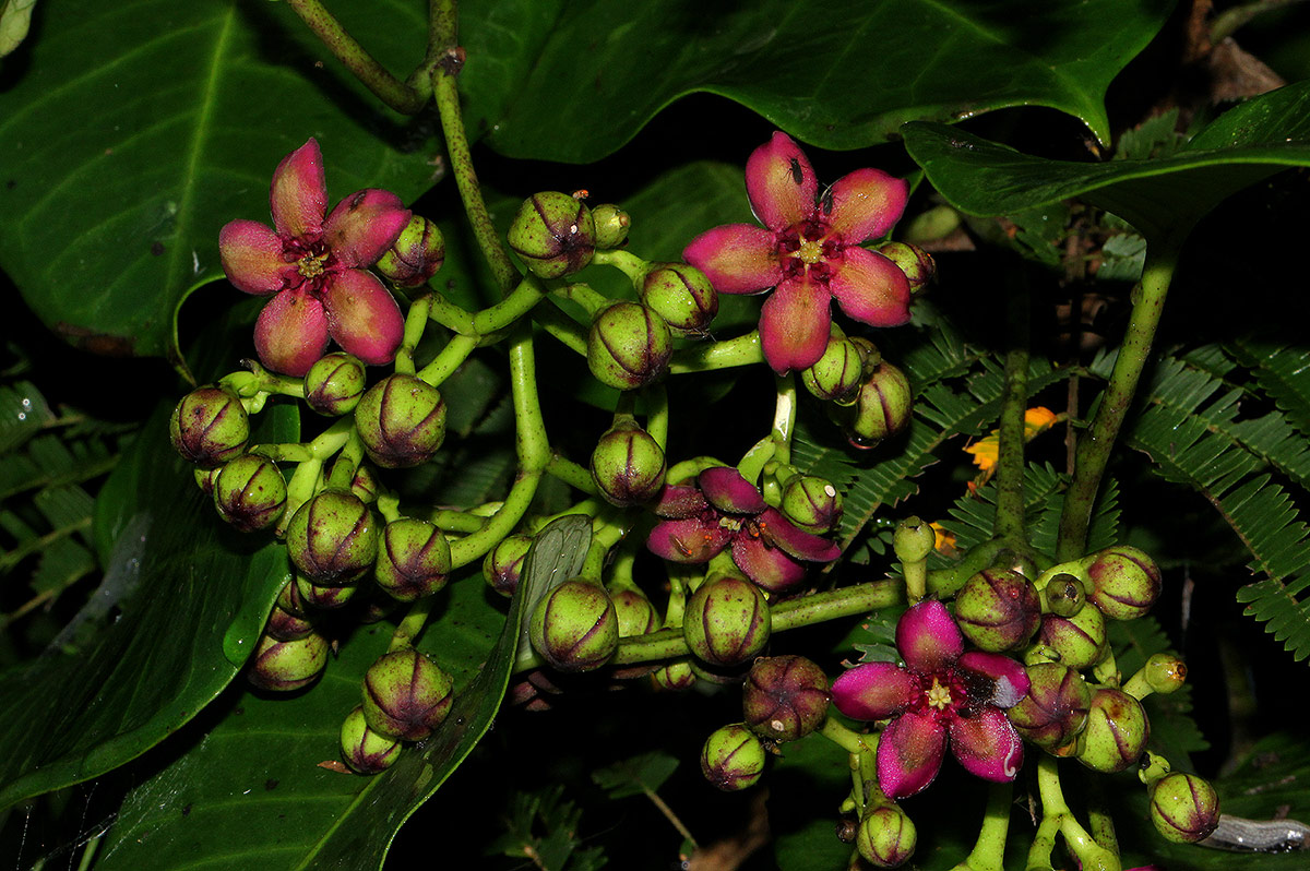 Parquetina calophylla