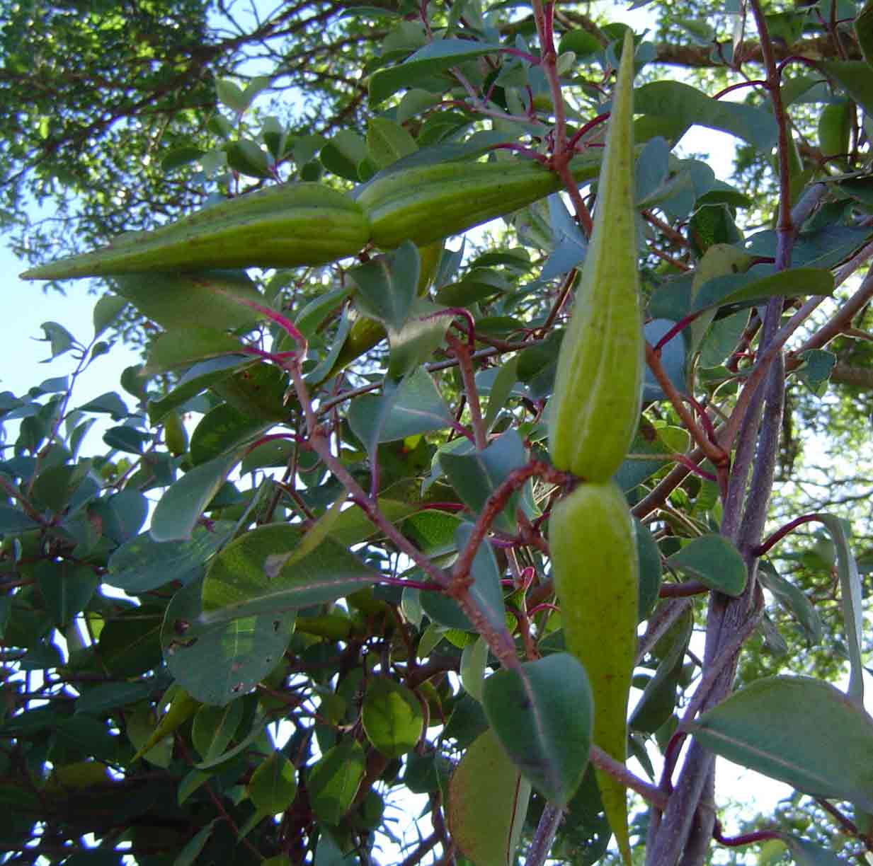 Cryptolepis cryptolepioides