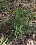 Cryptolepis cryptolepioides