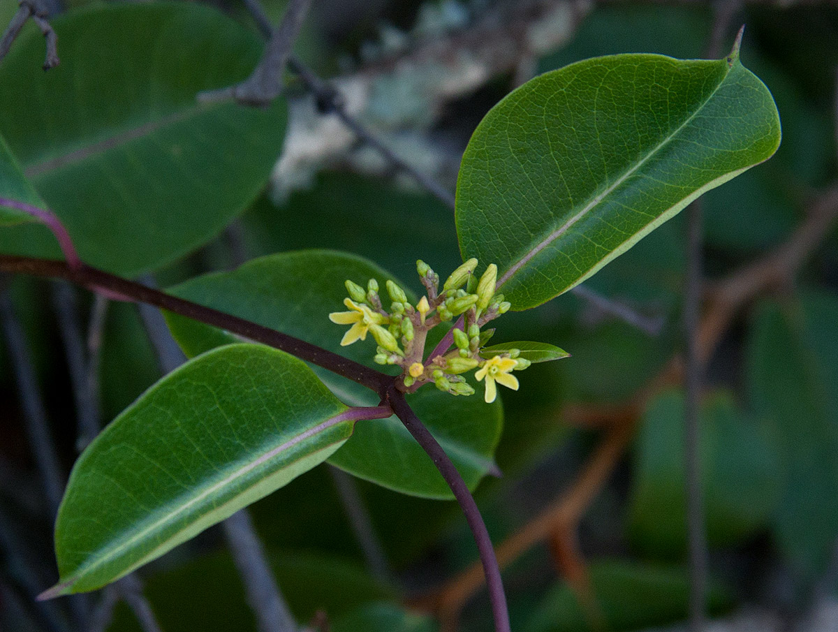 Cryptolepis cryptolepioides