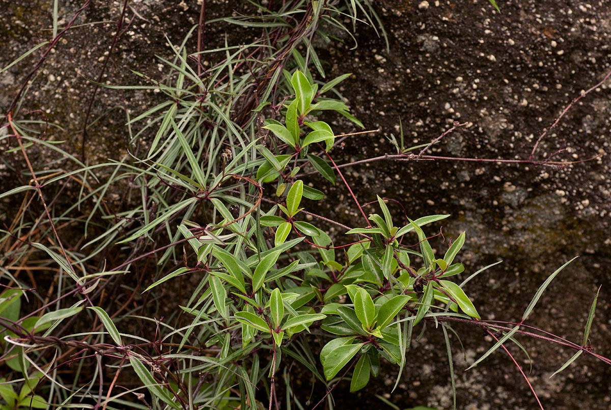 Cryptolepis cryptolepioides