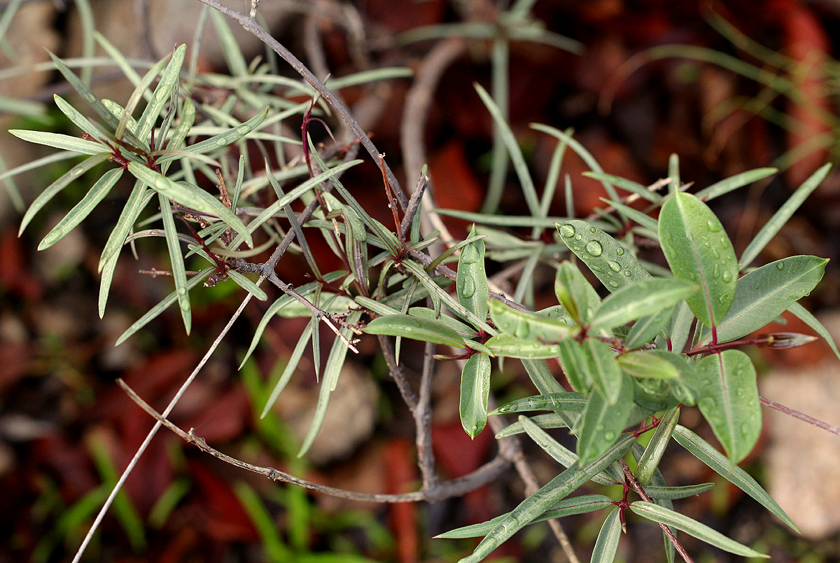 Cryptolepis cryptolepioides