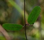Cryptolepis obtusa