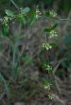 Cryptolepis obtusa