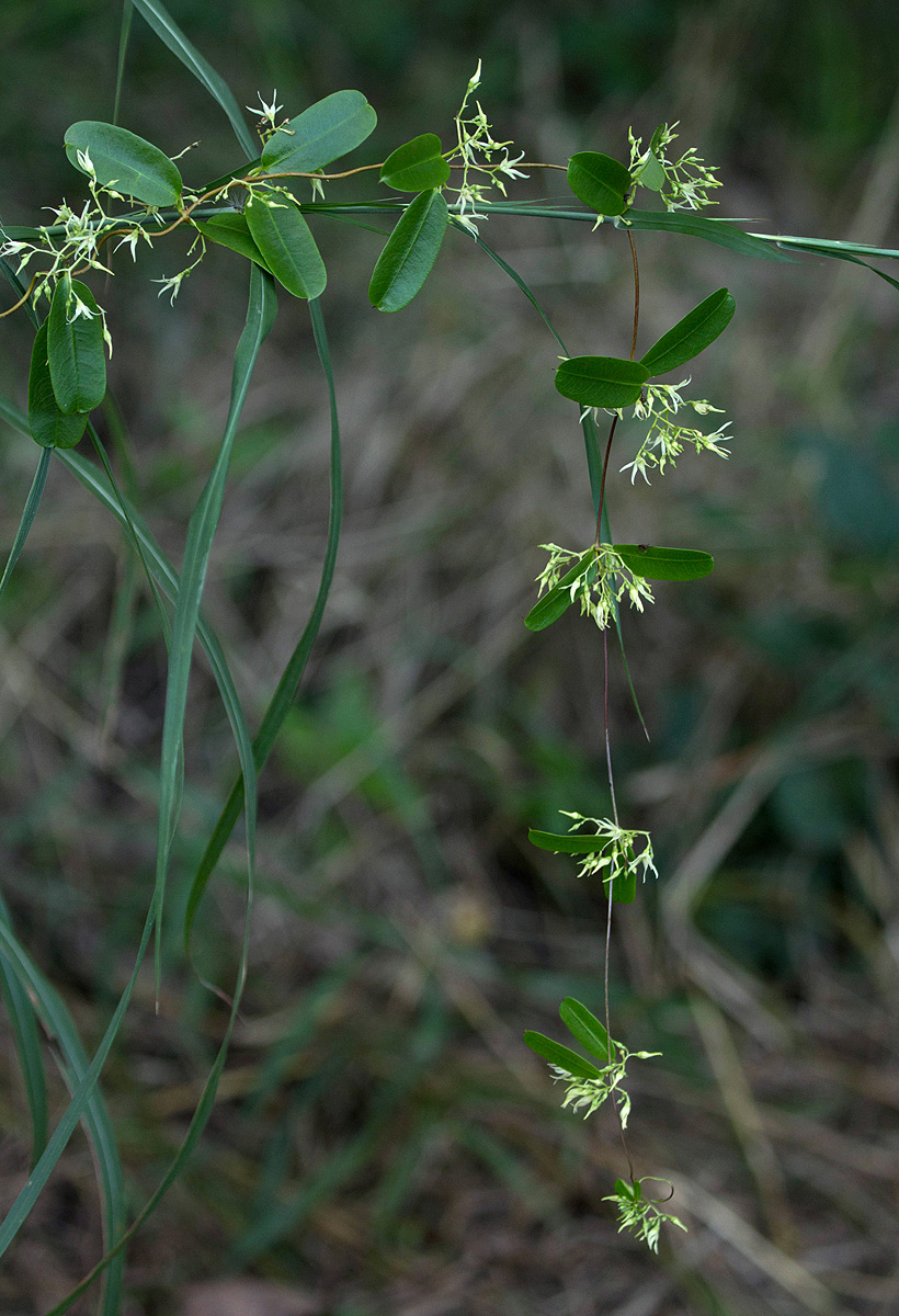 Cryptolepis obtusa