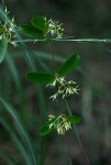 Cryptolepis obtusa