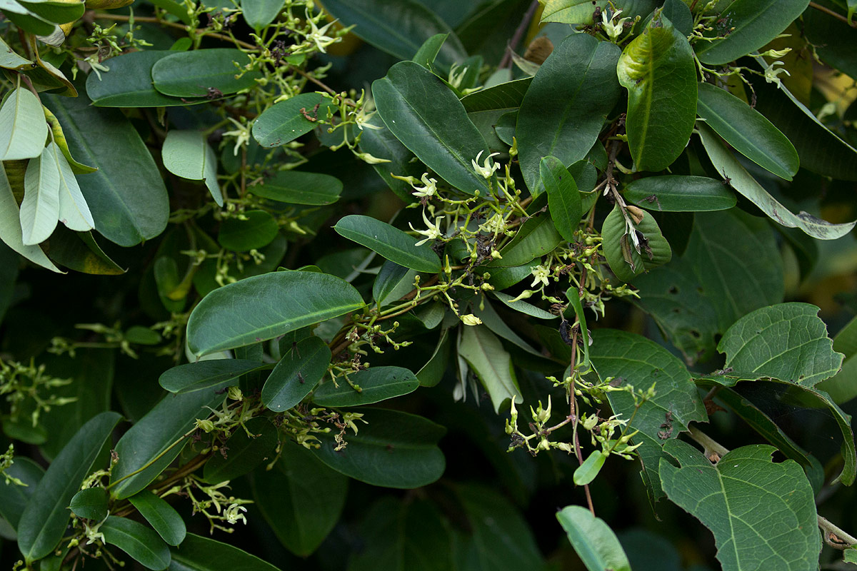 Cryptolepis obtusa