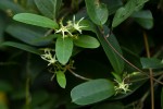 Cryptolepis obtusa