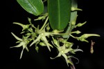 Cryptolepis obtusa