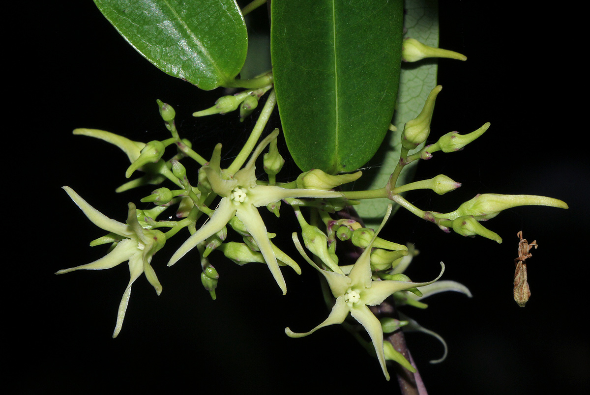 Cryptolepis obtusa