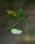 Cryptolepis obtusa