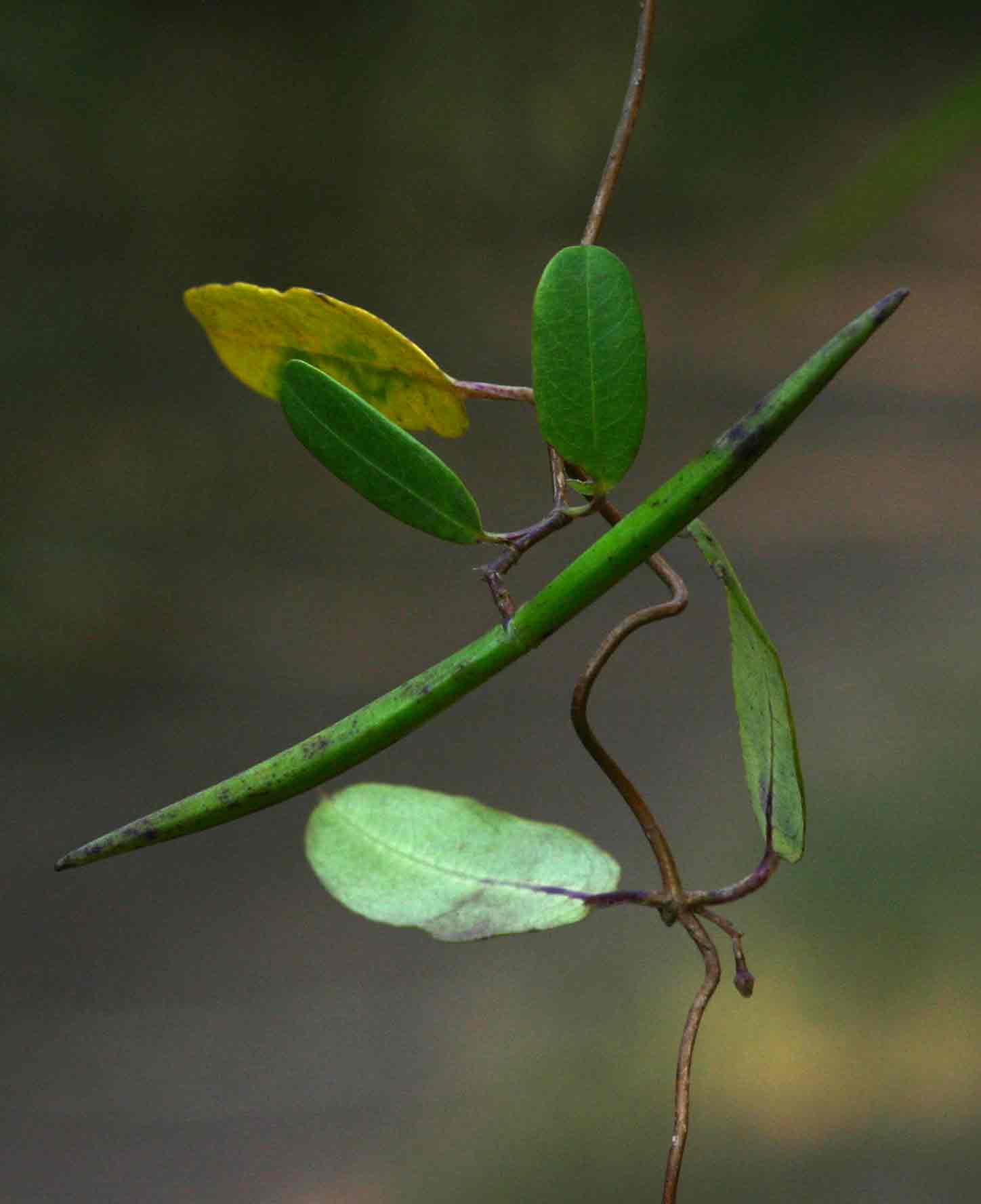 Cryptolepis obtusa