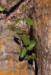 Cryptolepis obtusa