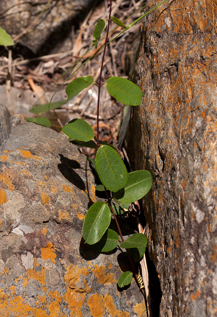 Cryptolepis obtusa