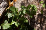 Cryptolepis obtusa