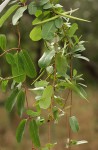 Cryptolepis obtusa