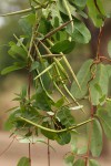 Cryptolepis obtusa