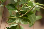 Cryptolepis obtusa
