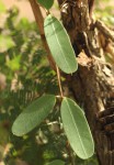 Cryptolepis obtusa