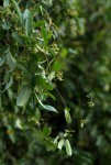 Cryptolepis obtusa