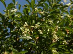 Stomatostemma monteiroae