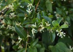 Stomatostemma monteiroae