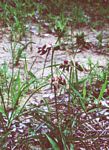 Raphionacme grandiflora