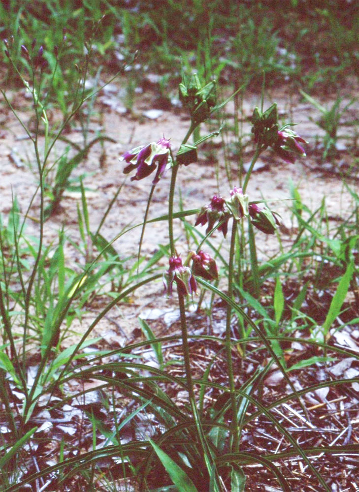 Raphionacme grandiflora