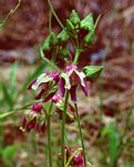 Raphionacme grandiflora