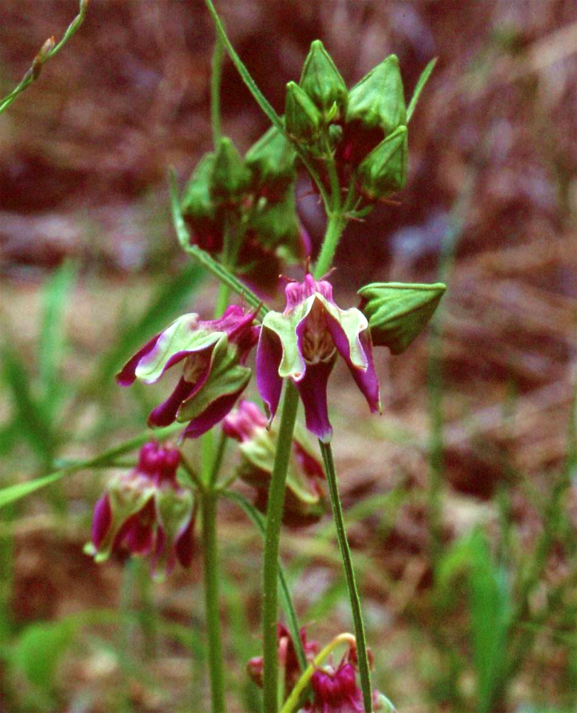 Raphionacme grandiflora