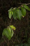 Raphionacme monteiroae