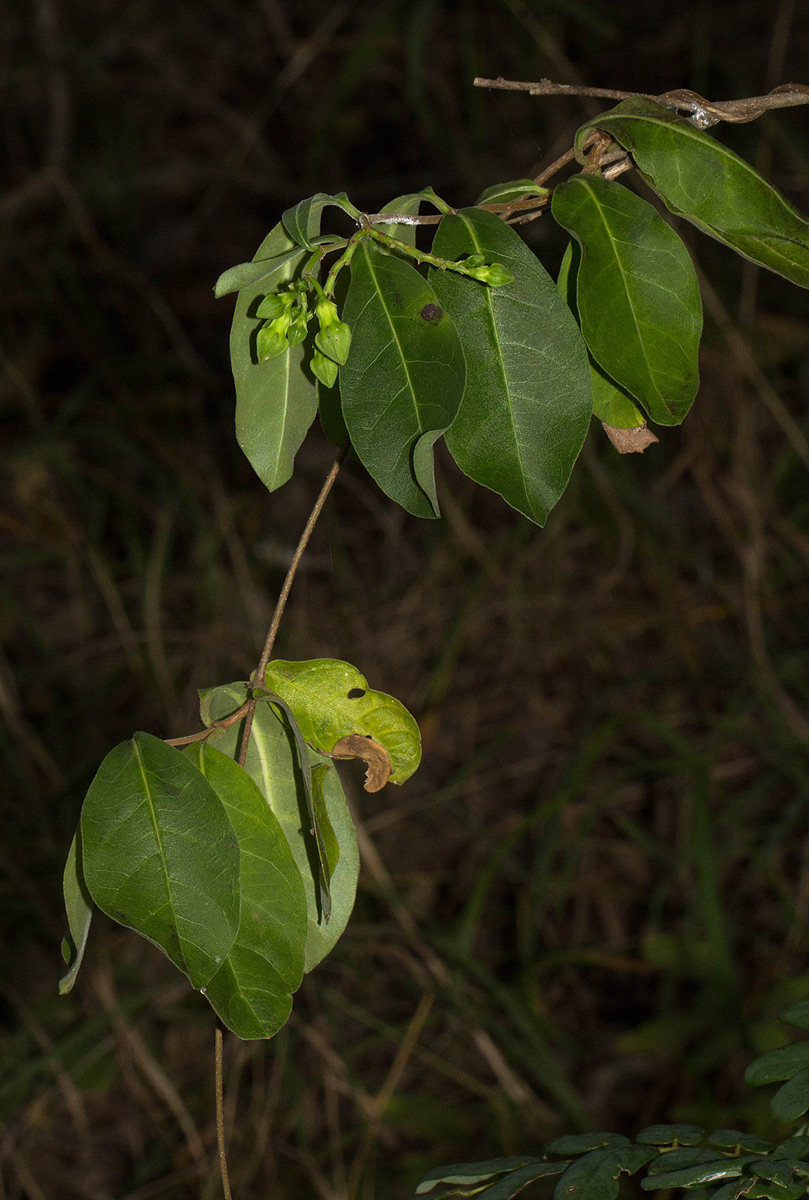 Raphionacme monteiroae
