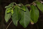 Raphionacme monteiroae