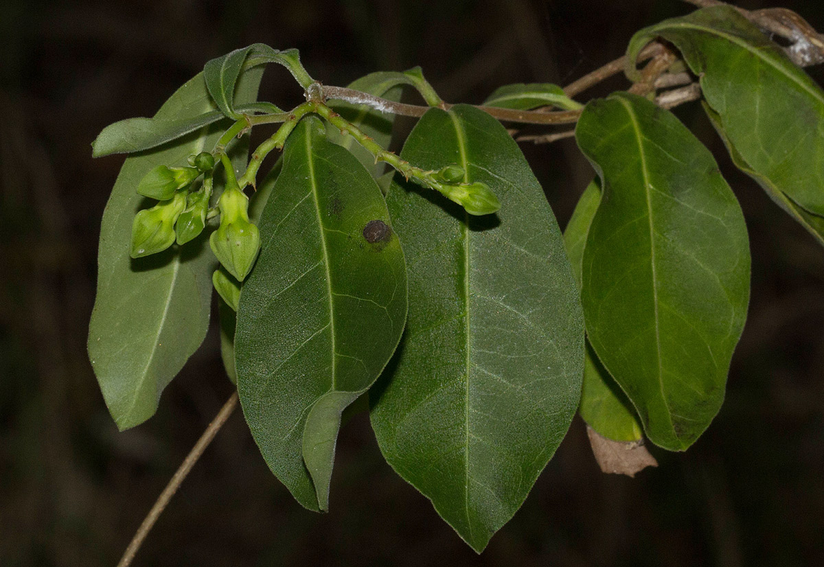 Raphionacme monteiroae