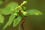 Raphionacme monteiroae