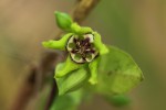 Raphionacme monteiroae