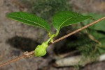 Raphionacme monteiroae
