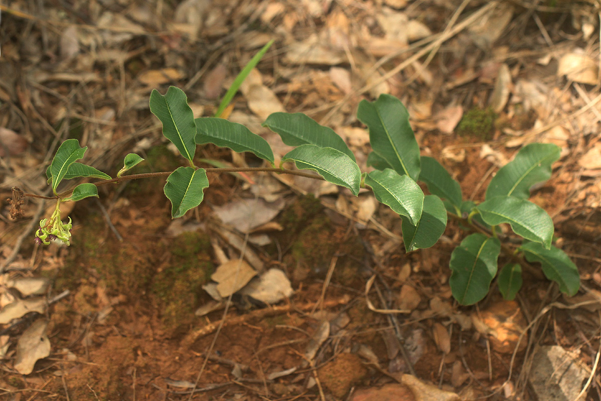 Raphionacme procumbens